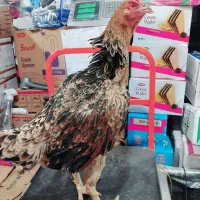 مرغ و خروس لاری