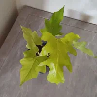 گلها فروشی|گل و گیاه طبیعی|خاش, |دیوار