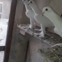 کبوتر|پرنده|تبریز, |دیوار