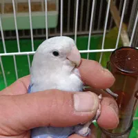 کوتوله|پرنده|آران و بیدگل, |دیوار