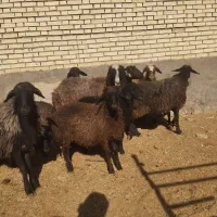 12راس میش افشاری جوان با بره 30کیلویی|حیوانات مزرعه|حبیب آباد, |دیوار