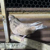 کله ای موش تلای|پرنده|هندیجان, |دیوار