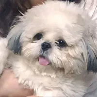 شیتزو فلت عروسکی نر 2ساله