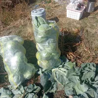 کلم سفید موقعیت سراب|خوردنی و آشامیدنی|دیواندره, |دیوار