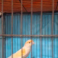 قناری نر موزاییکی