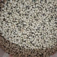 لوبیاچشم بلبلی