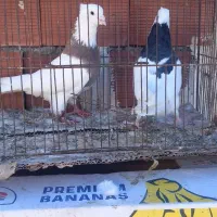 کلفه|پرنده|اردبیل, |دیوار