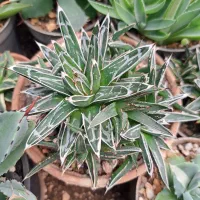 کاکتوس کلکسیونی و بازاری|گل و گیاه طبیعی|تهران, تهرانسر شرقی|دیوار