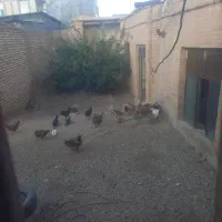 باسلام 35 عددمرغ بومی جوان تخم گذاربفروش میرسد
