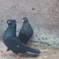 جفت ذاغ آبادانی