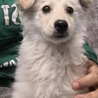 فروش سگ ۷ ماهه|سگ|پاکدشت, کبودگنبد|دیوار