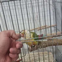 گیرینچیک|پرنده|صدرا-فارس, فاز ۲|دیوار