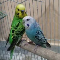 مرغ عشق نر و ماده|پرنده|تهران, نیروی هوایی (پیروزی)|دیوار