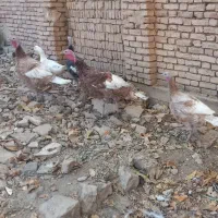 بوقلمون بوربن|حیوانات مزرعه|لاران, |دیوار