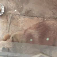 کسی سگ واگذاری داشت قبول میکنم