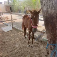 اسب نر.یک سال|اسب و تجهیزات اسب‌سواری|شنبه و طسوج, |دیوار