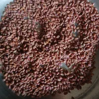 نخود وگندم اوکراینی