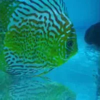 تعدادی جفت دیسکس مولد