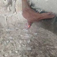 کبوتر سرخ نر گرفتنی زنگ