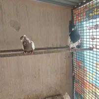 کبوتر|پرنده|قائن, |دیوار