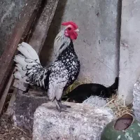 خروس سیبرایت