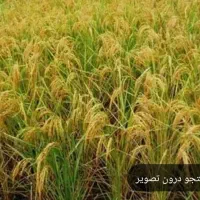 برنج طارم هاشمی درجه یک