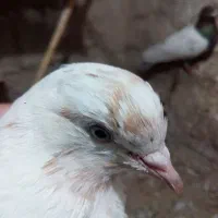 کبوتر پاکستانی و تهرانی