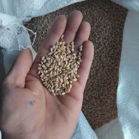 گندم پیشگام