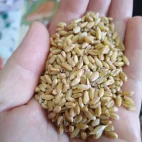 گندم|عمده‌فروشی|مانه, |دیوار