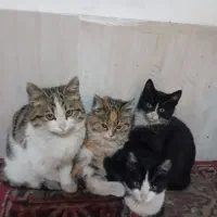 چن عدد بچه گربه با مادرش خانگی