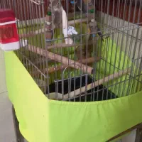 ۴۰۰۰،۰۰۰ قیمتش|پرنده|شهریار, شهرک امیریه|دیوار