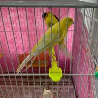 ۳ عدد قناری سوپر آماده