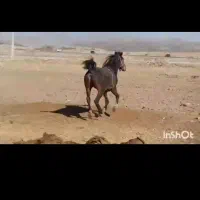 اسب سواری دار|اسب و تجهیزات اسب‌سواری|بروجرد, |دیوار