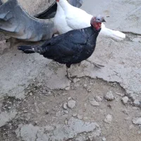 بوقلمون محلی (بوقله کوردی)