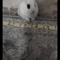 چشم رنگی خرگوش بامزه و قشنگ