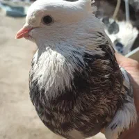 کفتر شازده سرور|پرنده|هشتگرد, فاز ۱ مهستان|دیوار