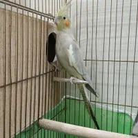 جفت عروس هلندی مولد|پرنده|تهران, اتابک|دیوار