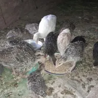 شتر مرغ طبیعی
