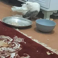 انگشتر شیخ احمدی دوتا سرخ شاه میصود هر۱۰ تومن