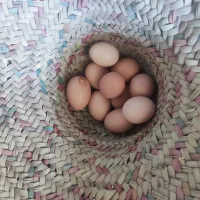 تخم مرغ نطفه دار گلپایگانی  در زرین شهر