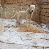 داگو آژانتین