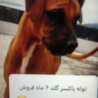 باکسر اصیل سایز درشت رنگ گلد