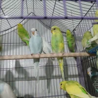 مرغ عشق  رنگی