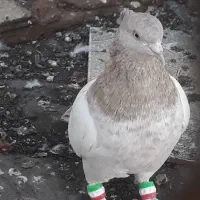 کفتر کله سینه طوقی مخمل شهری مفت