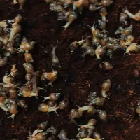 حلزون البینو حلزون تراپی