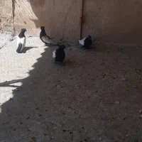 چهار عدد سینه سیاه|پرنده|شیراز, سعدیه جنوبی|دیوار