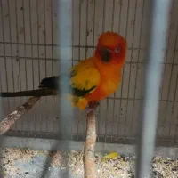 راهب خورشیدی سانکانور. دبل رد