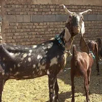 بز پاکستانی ابستن سنگین