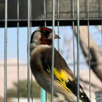 سقا سهره کرمانشاهی