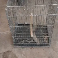 صحیح سالم قفس